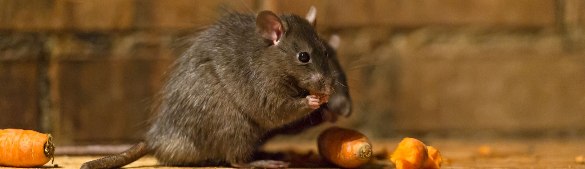 rats control in home