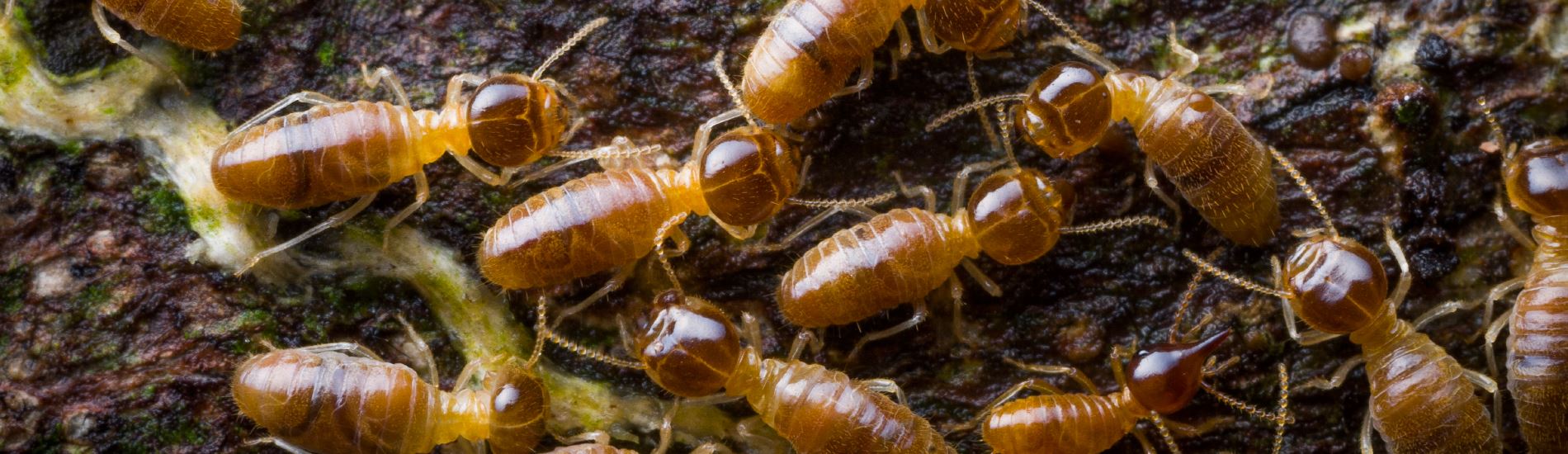 a collection of termites
