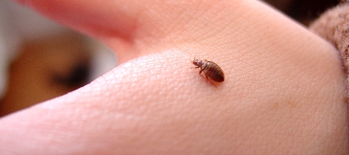 2022 Latest Reports on Bed bugs