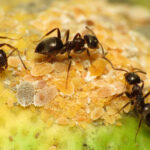 Black Garden Ants