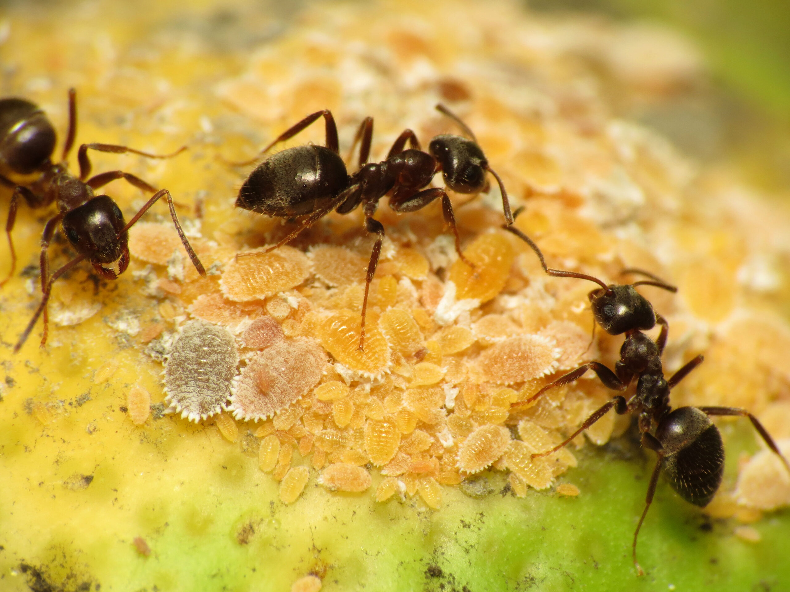 Black Garden Ants
