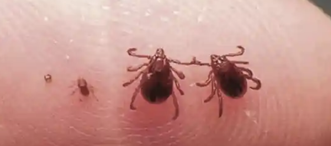 Brown Dog Ticks