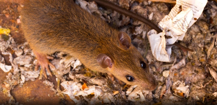 Brown Rats – Rats Removal Services