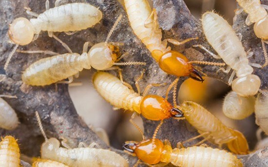 termite control Singapore