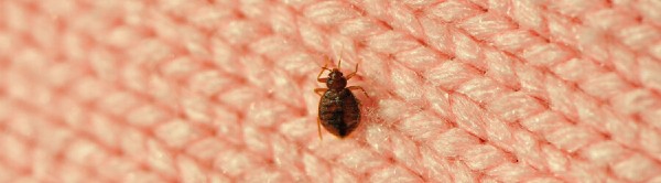 bed bugs removal