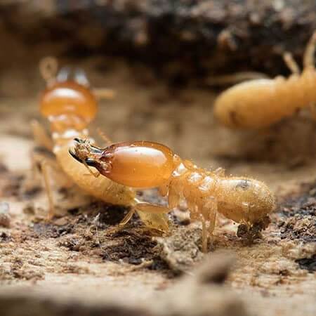 singapore termite control