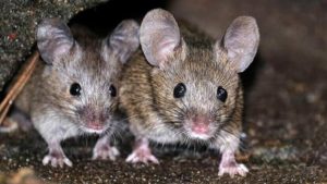 rats control