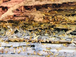 singapore termites control