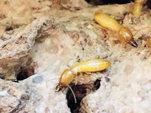 Termites Control