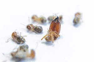 Termites Control in Singapore