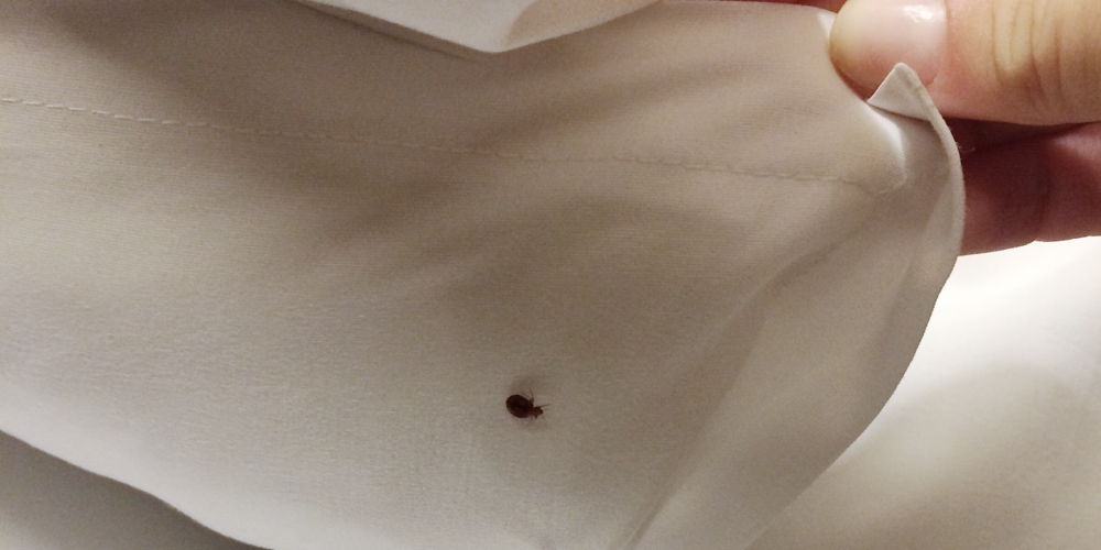 Bed Bugs Control Singapore