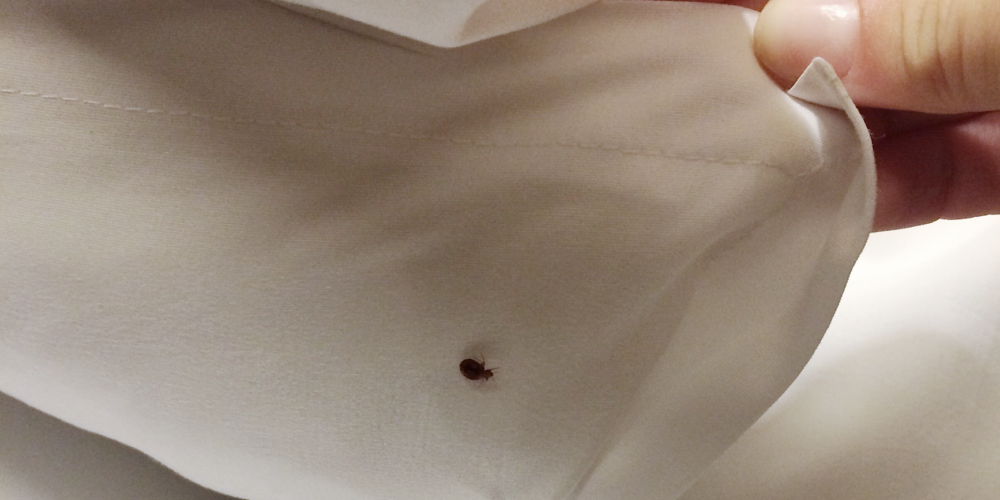  Bed Bugs Control Singapore