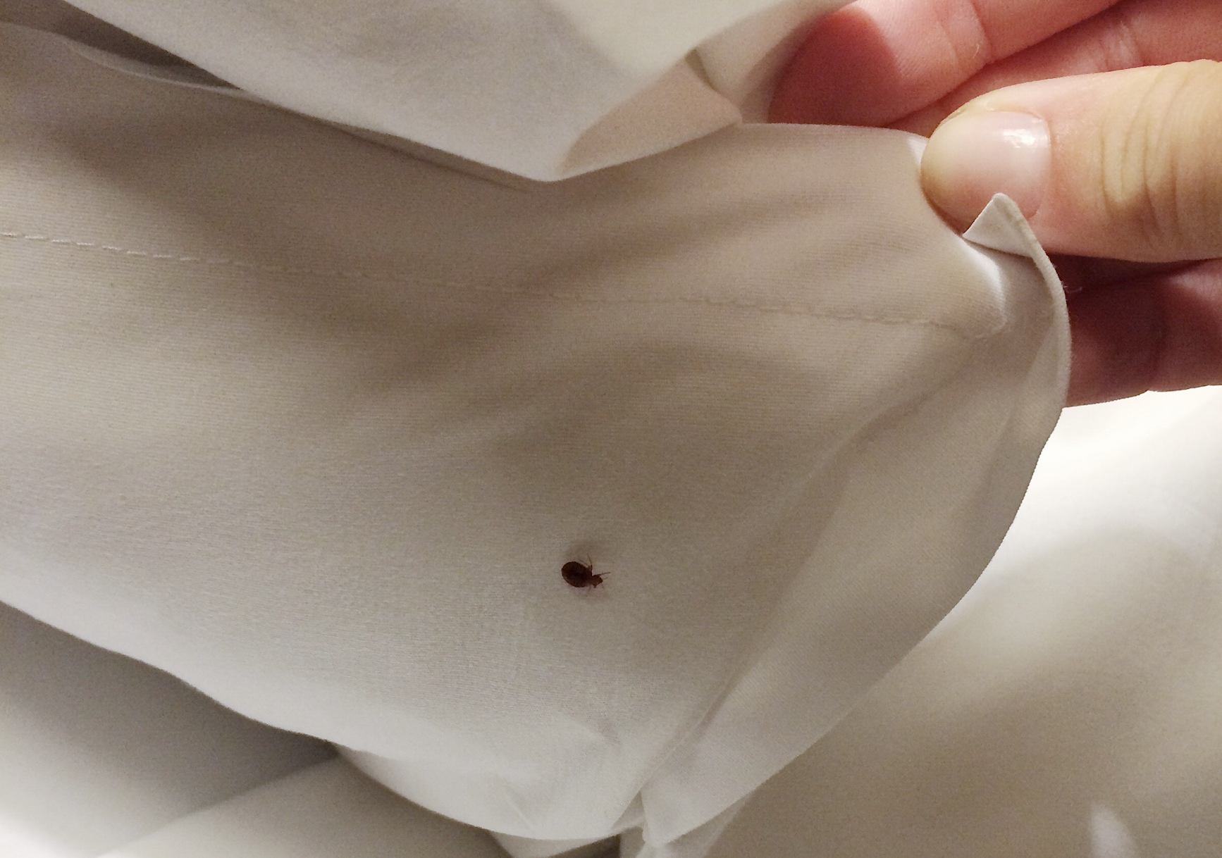  Bed Bugs Control Singapore