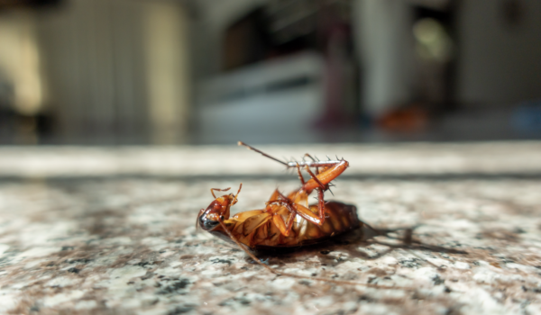 Singapore Pest Control cockroaches