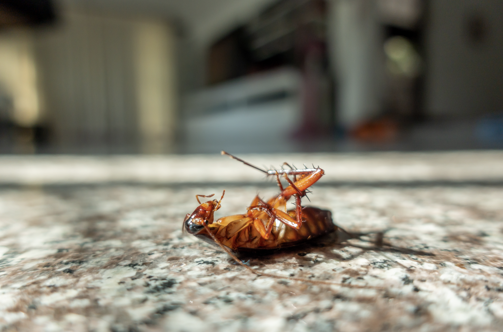 Singapore Pest Control