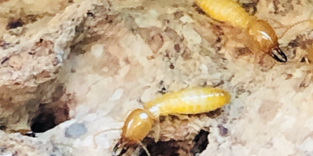 termite control Singapore iPest
