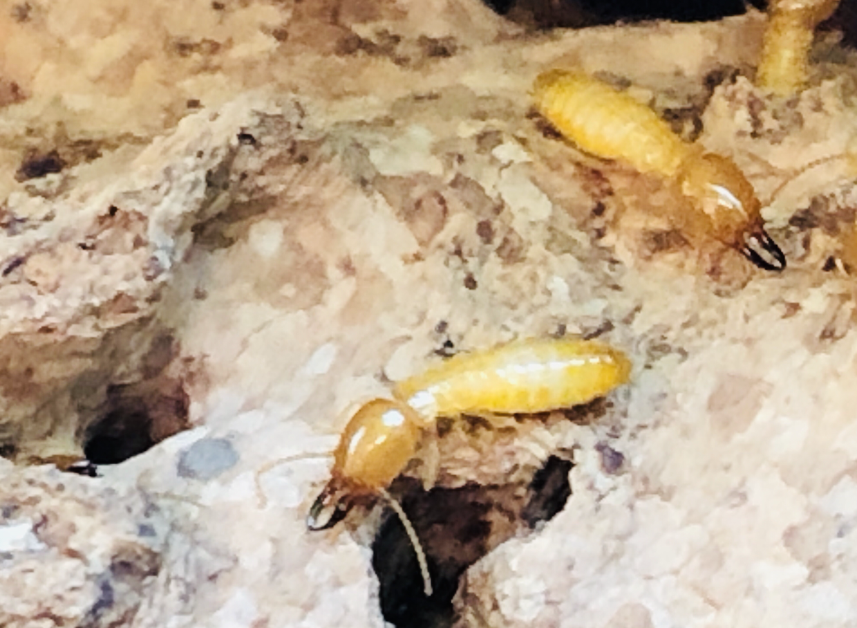 termite control Singapore