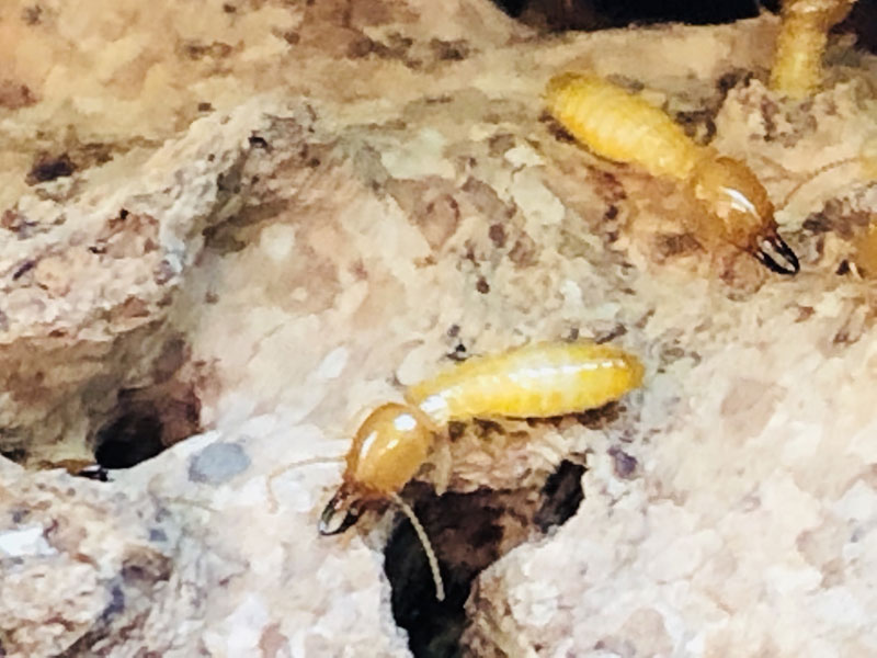 termites control services