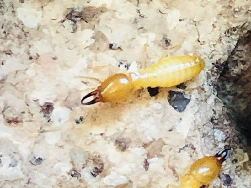 termite control singapore