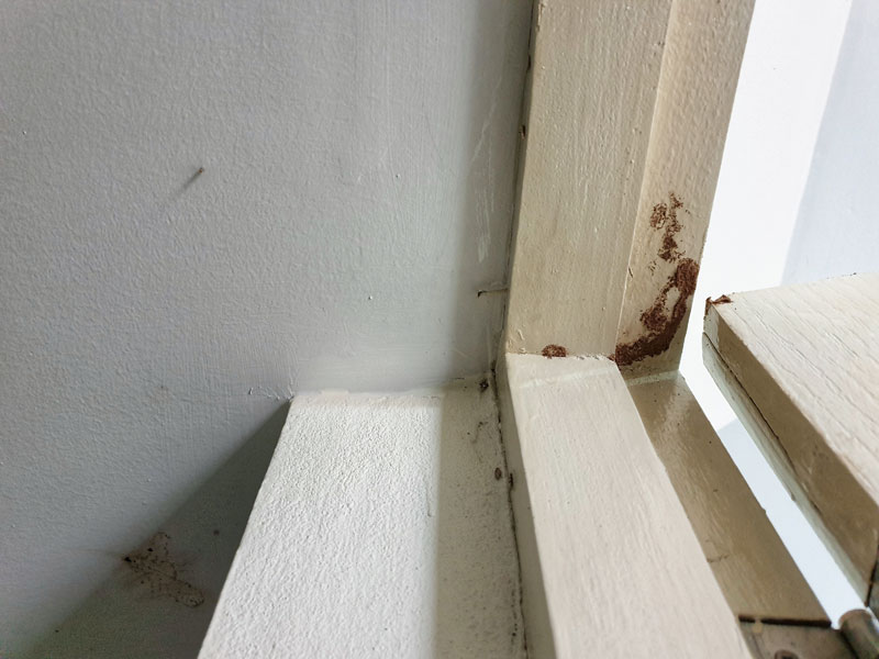 singapore termites control