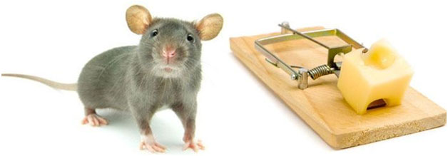 rat control singapore
