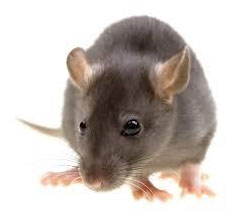 rodent control singapore