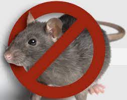 singapore rodents control