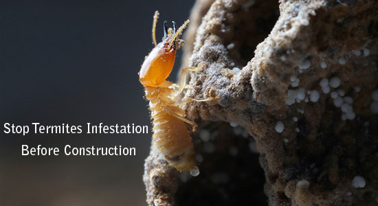 stop termites infestation before construction