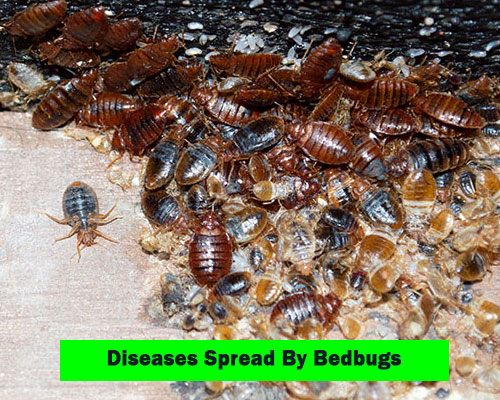 Bedbugs Diseases