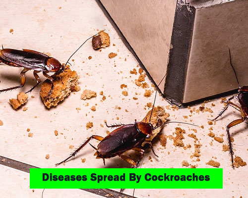 Cockroaches Diseases