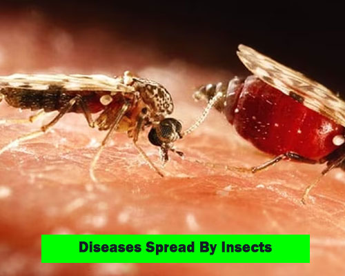 Other Insects Diseases