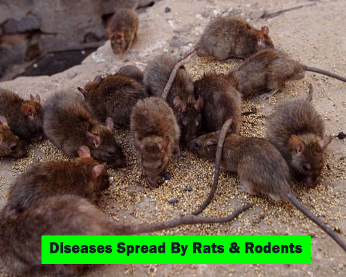 Diseases Spread By Pests