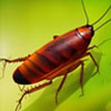 cockroach-pest-control-Singapore