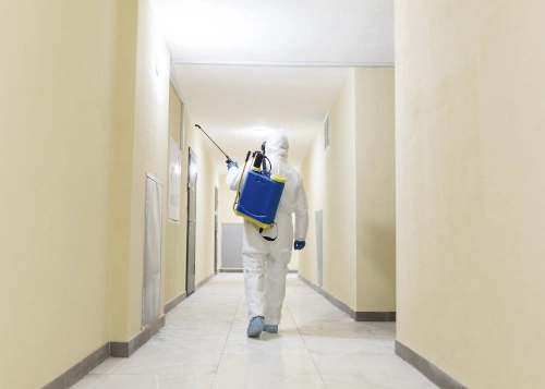 bed bug control
