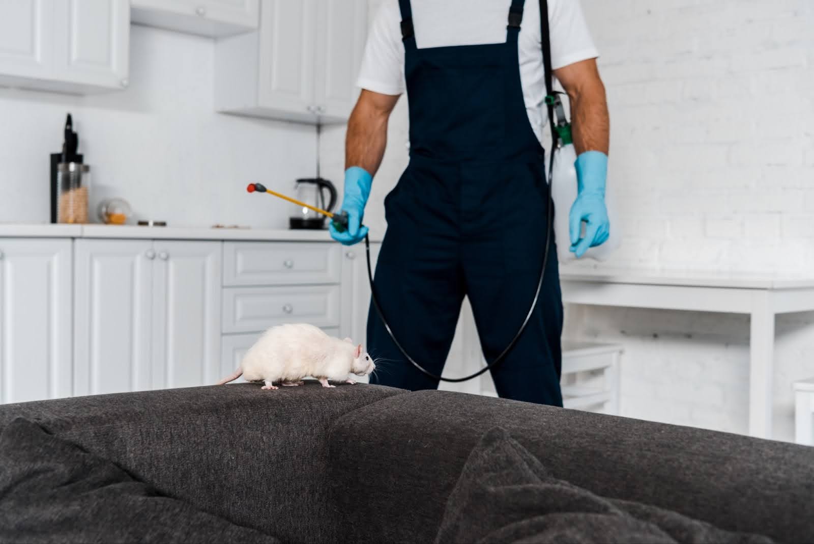 Indoor Pests