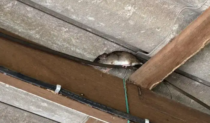 rats in the roof