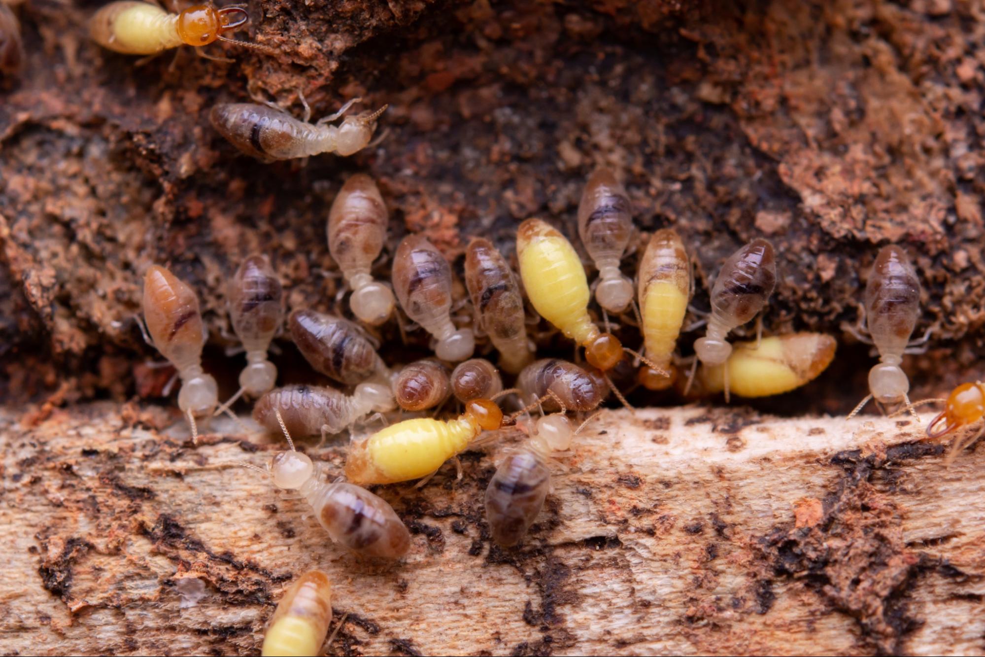 Singapore Termite Control