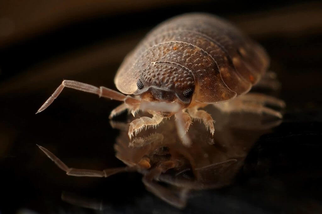 bed bugs removal