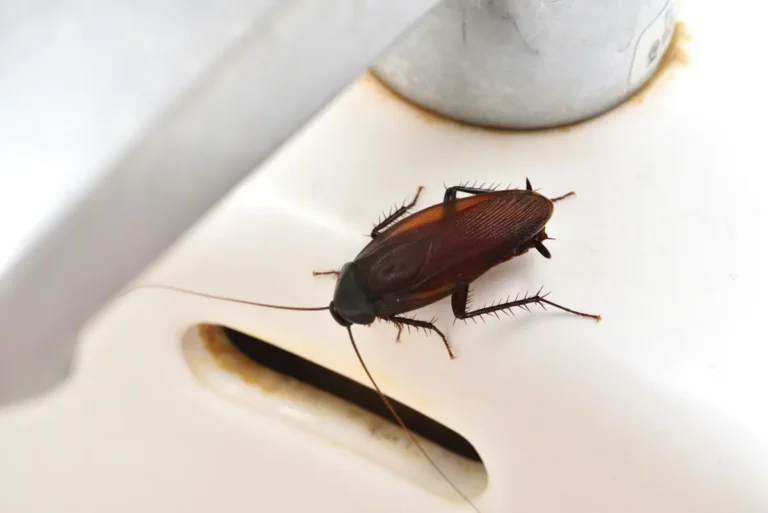 cockroach-control