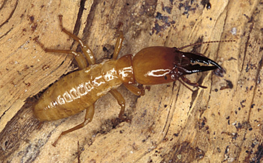 damp wood termite