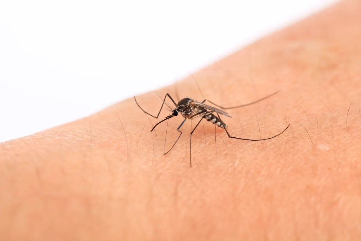 mosquito-control-singapore