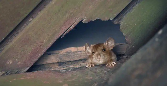 rat pest control in singapore