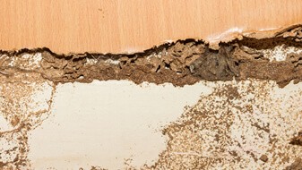 pre construction site termite control checks