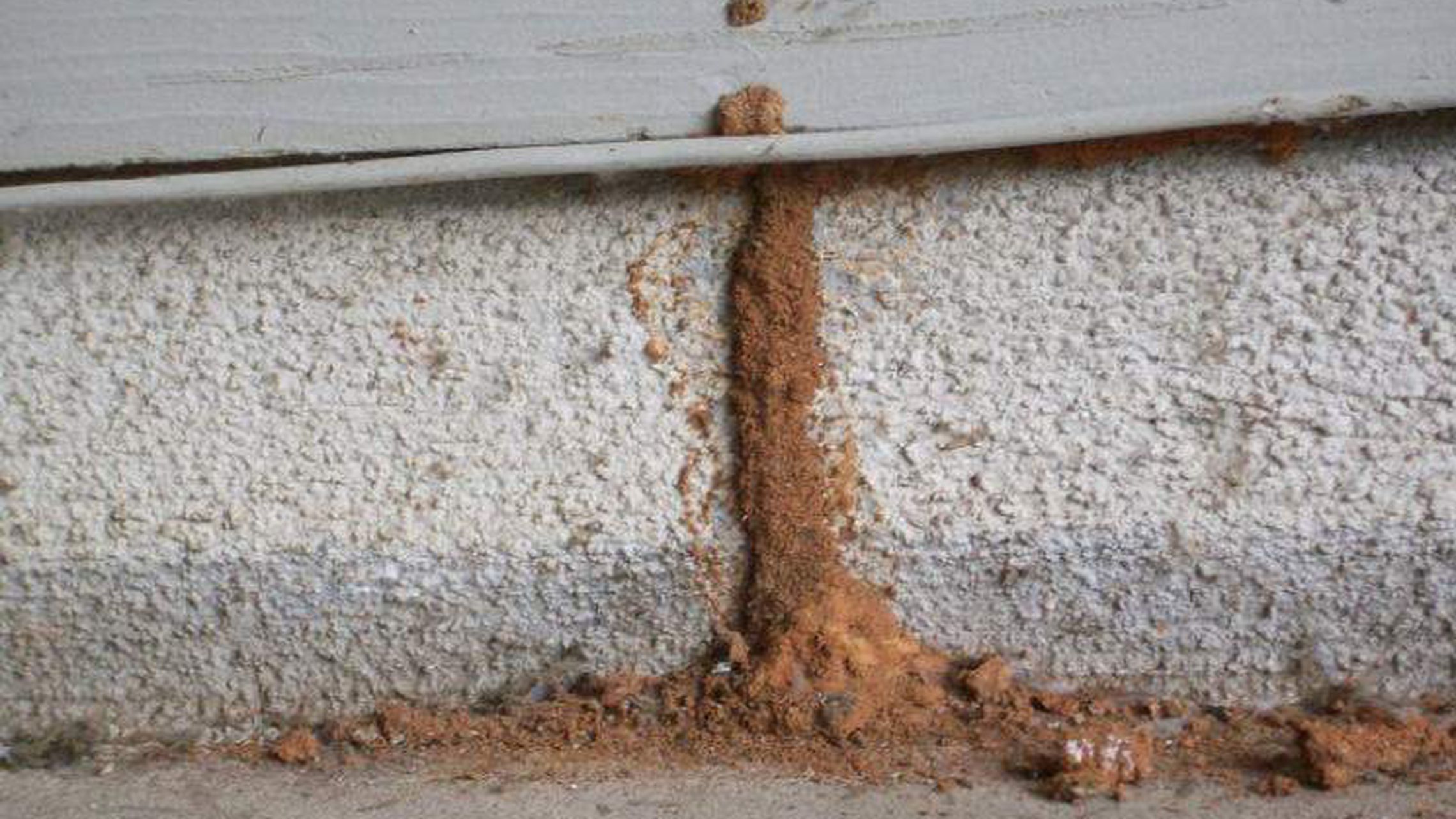 tunnel by subterranean termites