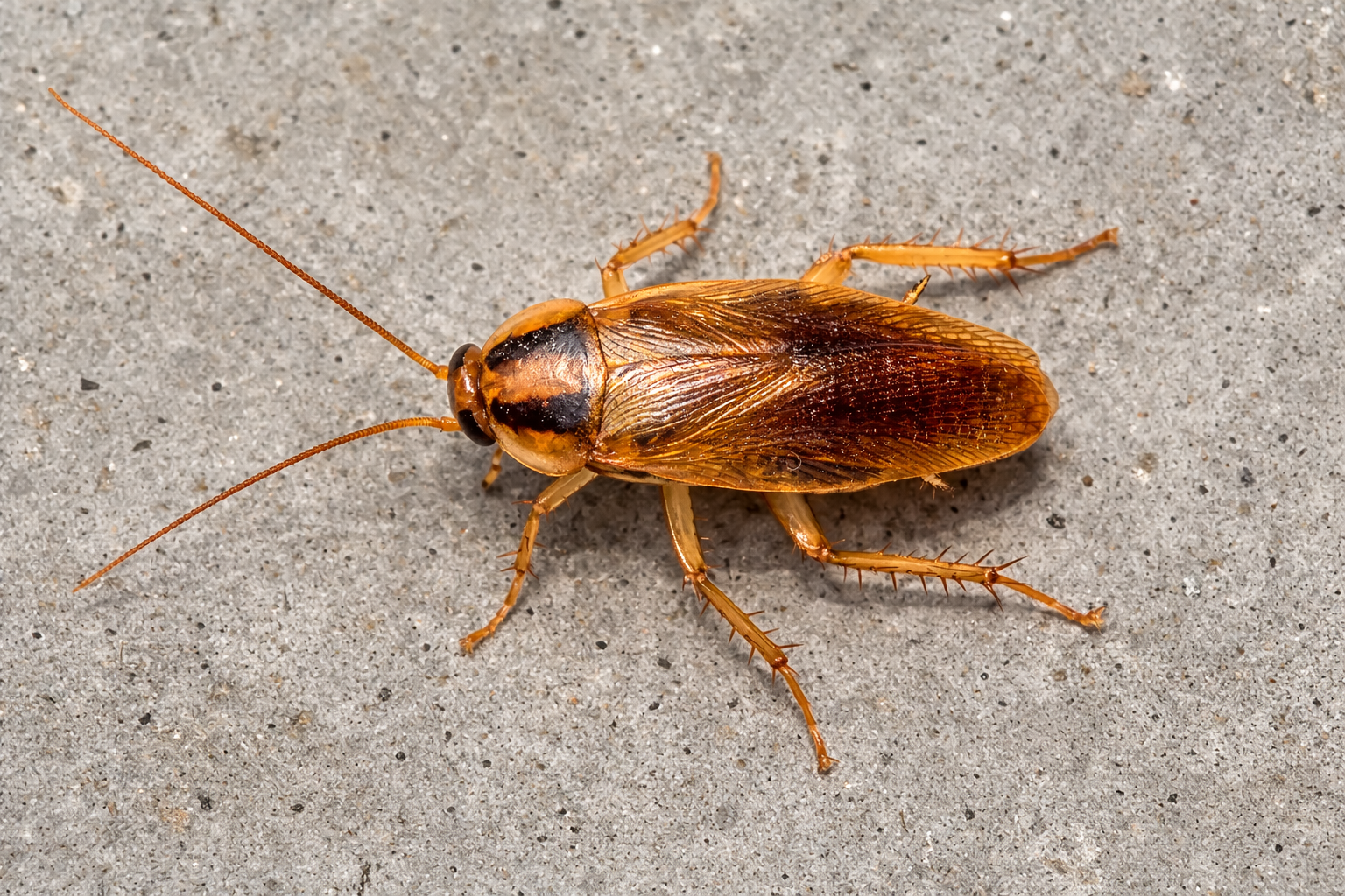 German Cockroach pest control in Singapore