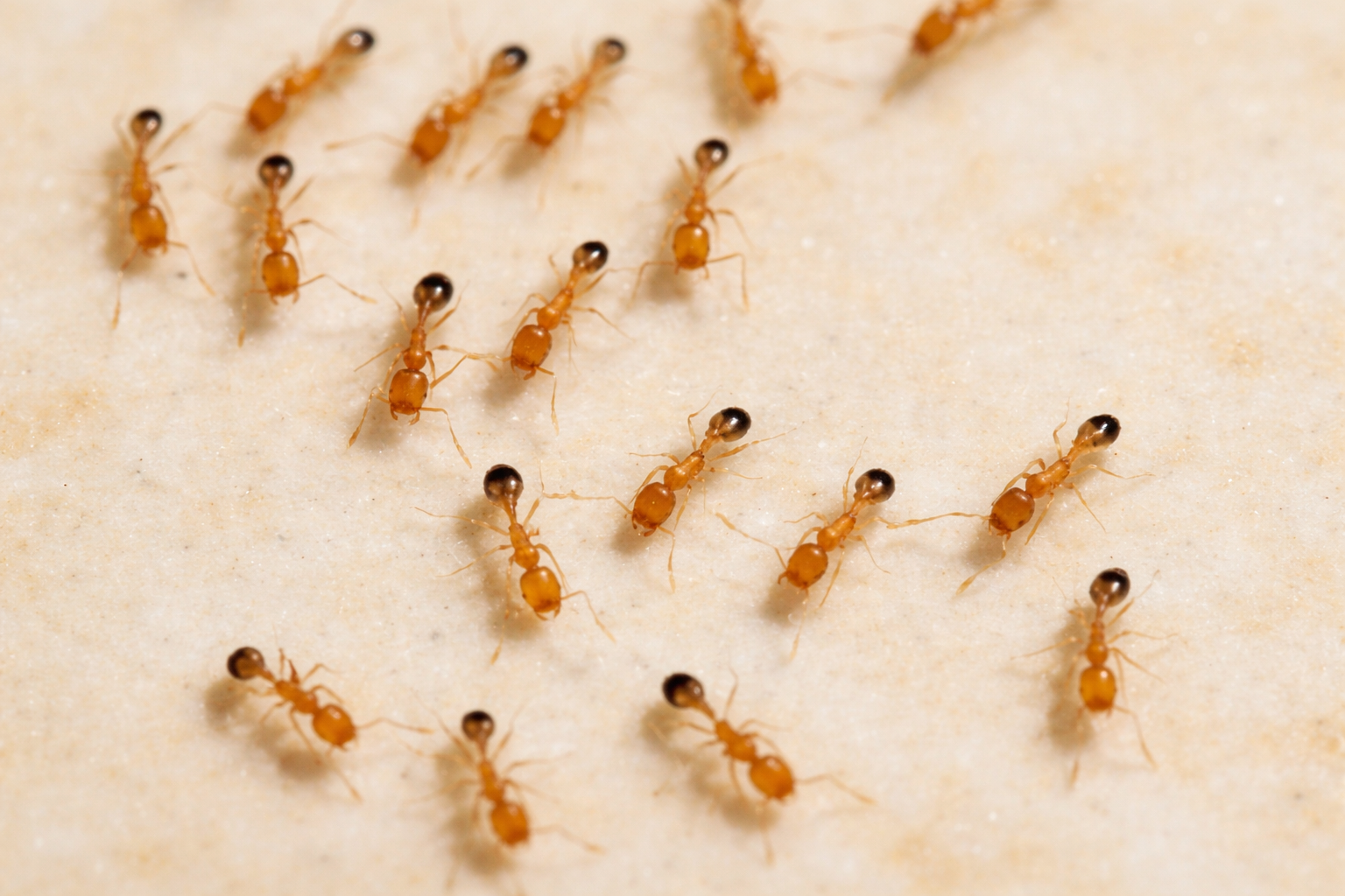 pharoah ants in singapore