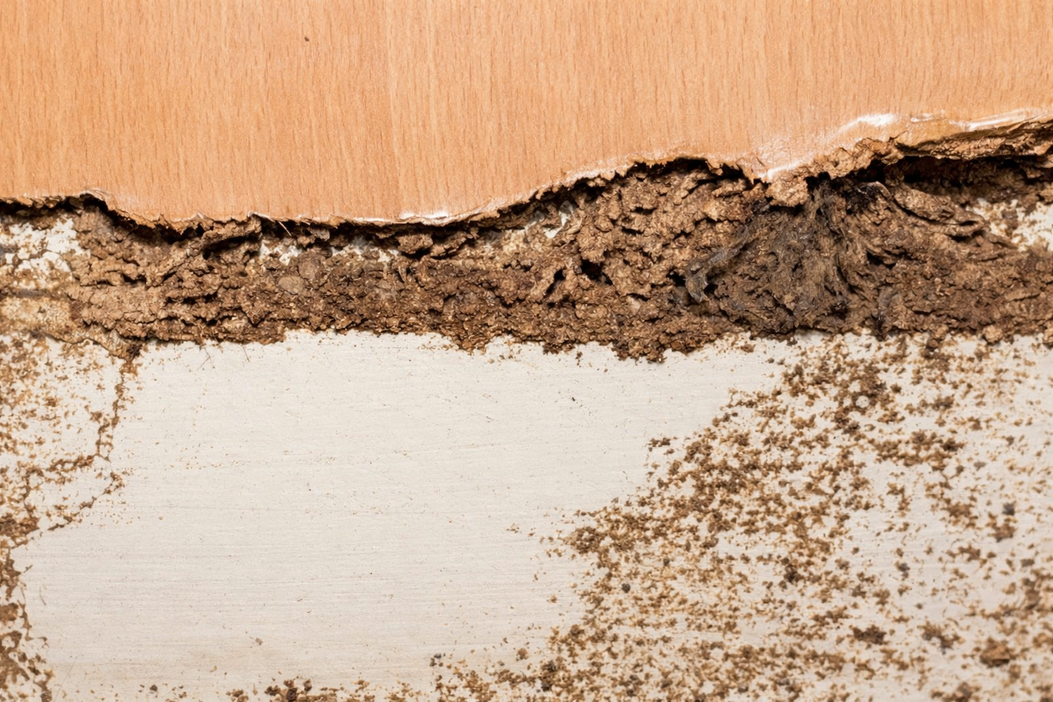 pre construction site termite control checks