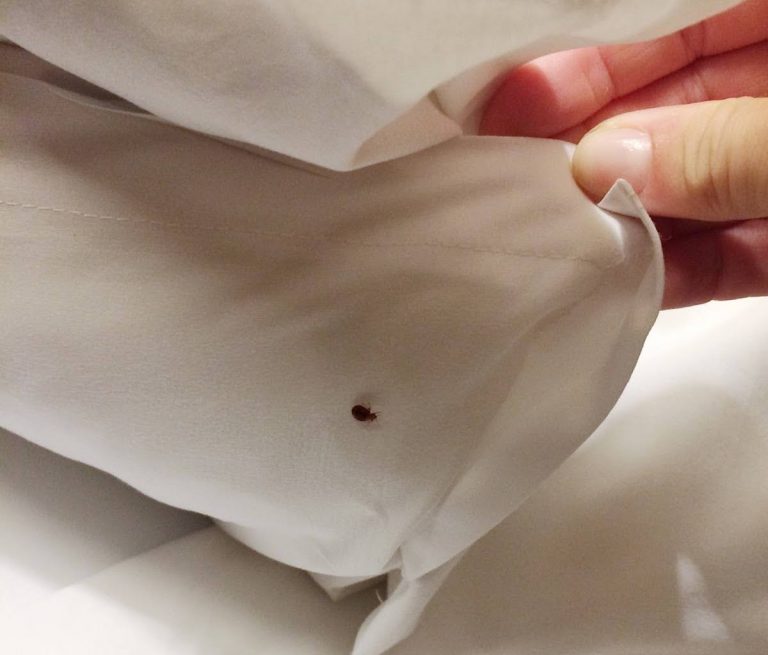 bed bugs