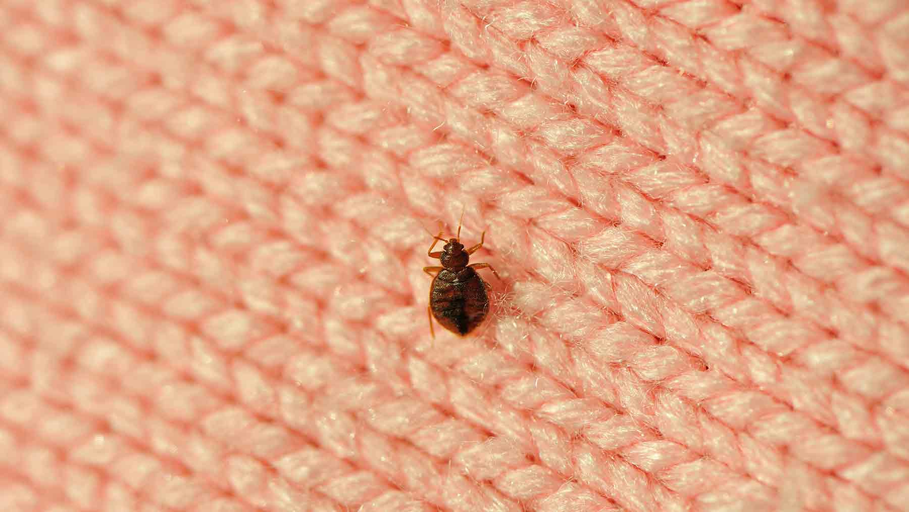 bed bugs singapore