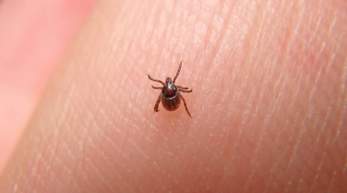 bird-mites-singapore
